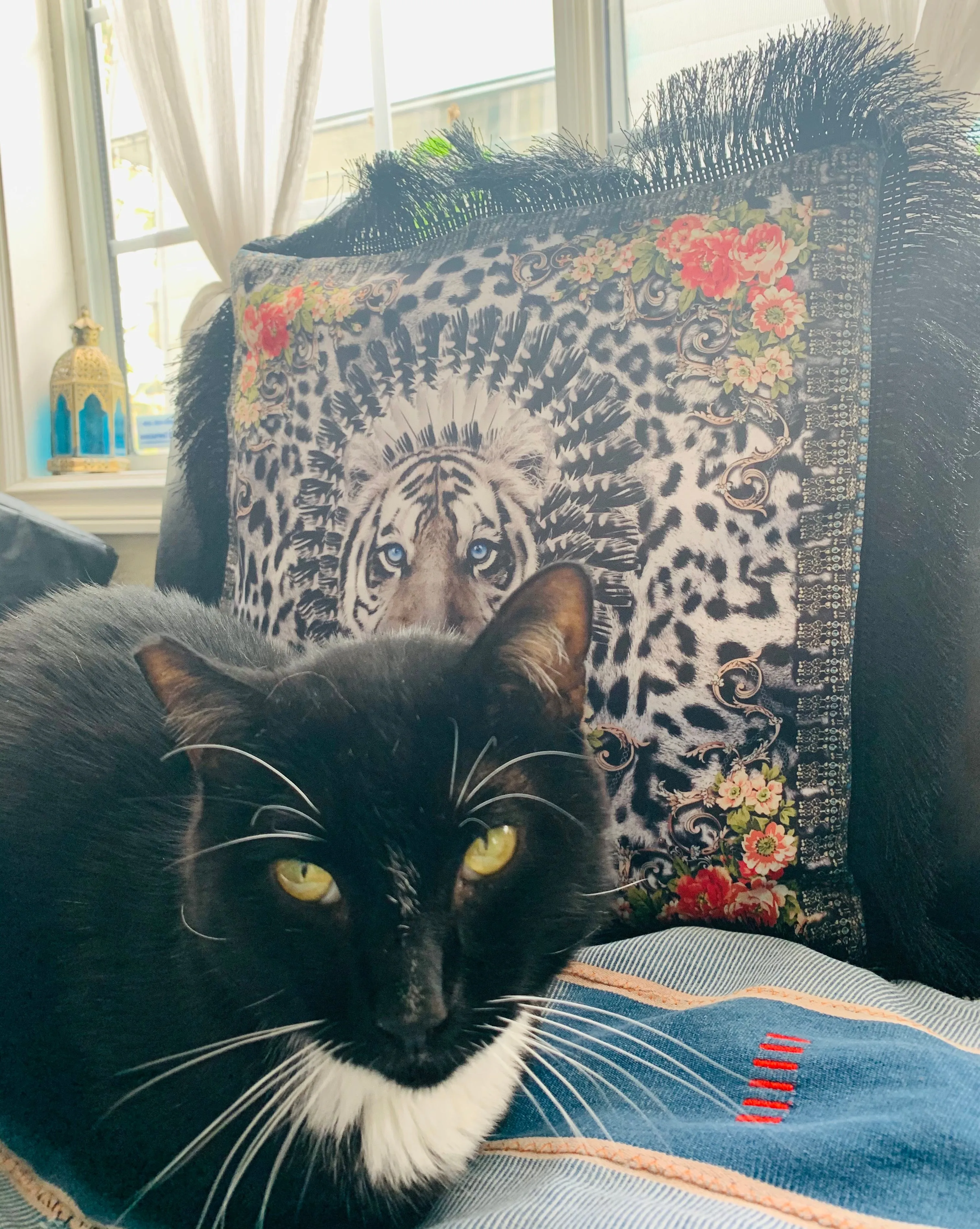 Black Cat - Pillow
