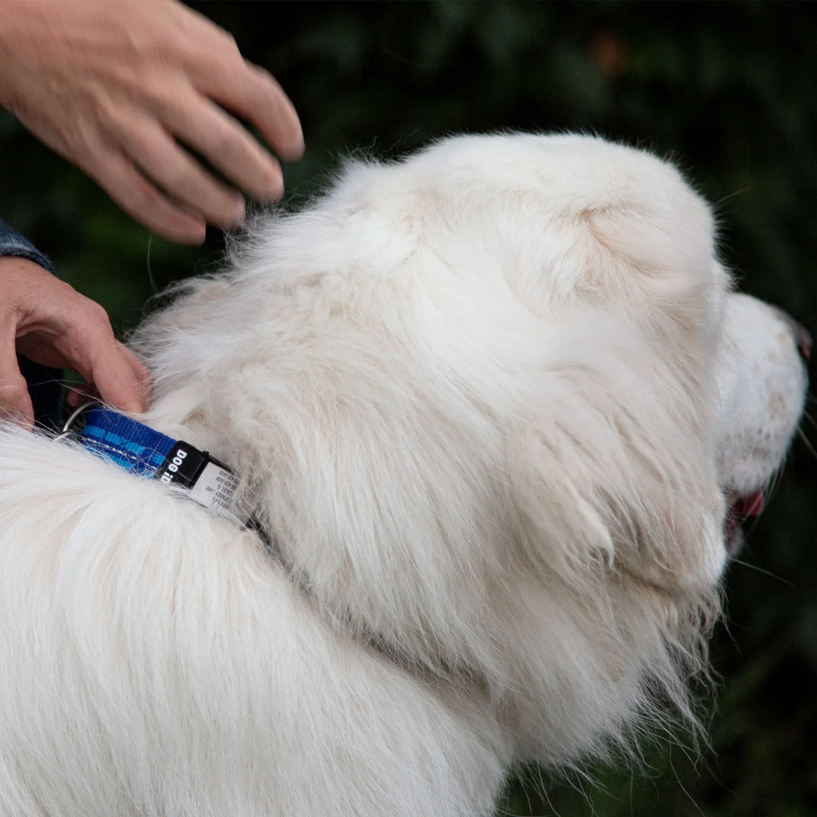 Rock Solid Collar ID 1