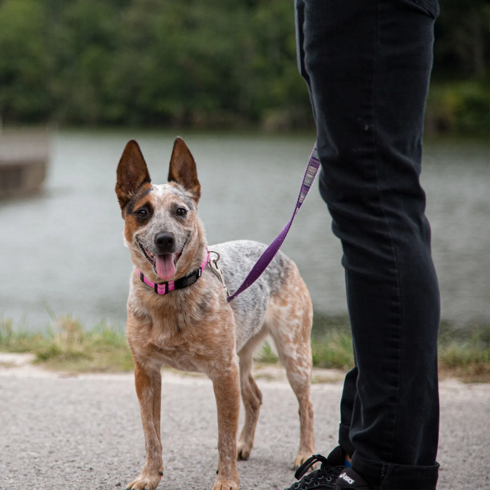 Rock Solid Collar ID 1