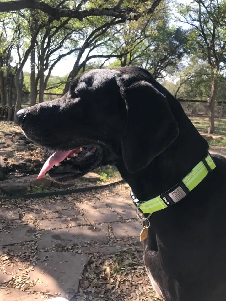 Rock Solid Collar ID 1