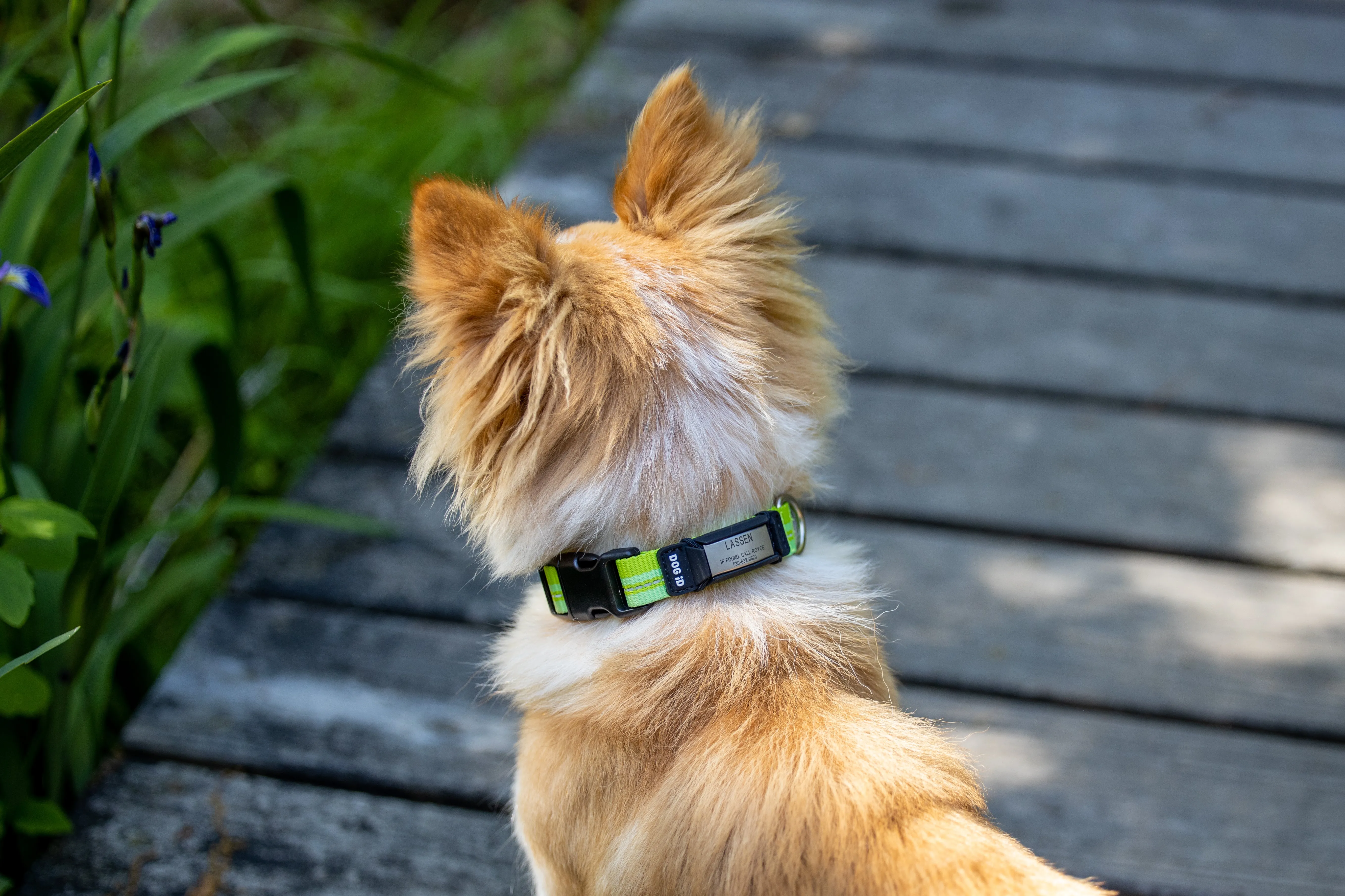 Rock Solid Collar ID 1
