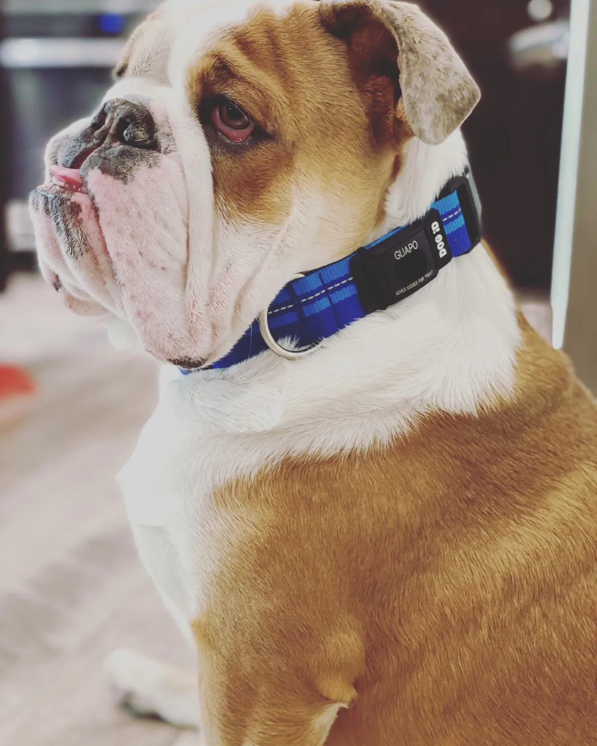 Rock Solid Collar ID 1